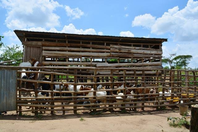 A NEW CHAPTER: OUR RESTRUCTURED RUMINANT ANIMALS SECTION